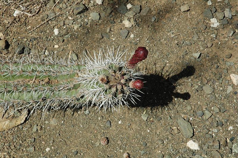 escargot ou cactus.jpg